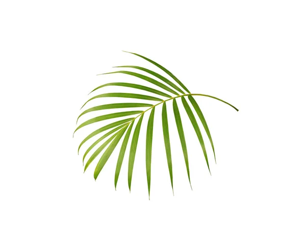 Hoja Verde Palmera Aislada Sobre Fondo Blanco — Foto de Stock