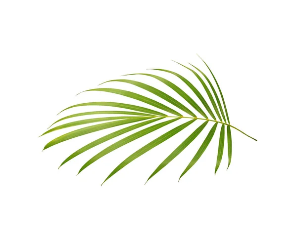 Grünes Blatt Der Palme Isoliert Auf Weißem Hintergrund — Stockfoto