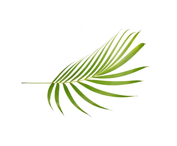 Folha Verde Palmeira Isolada Sobre Fundo Branco — Fotografia de Stock