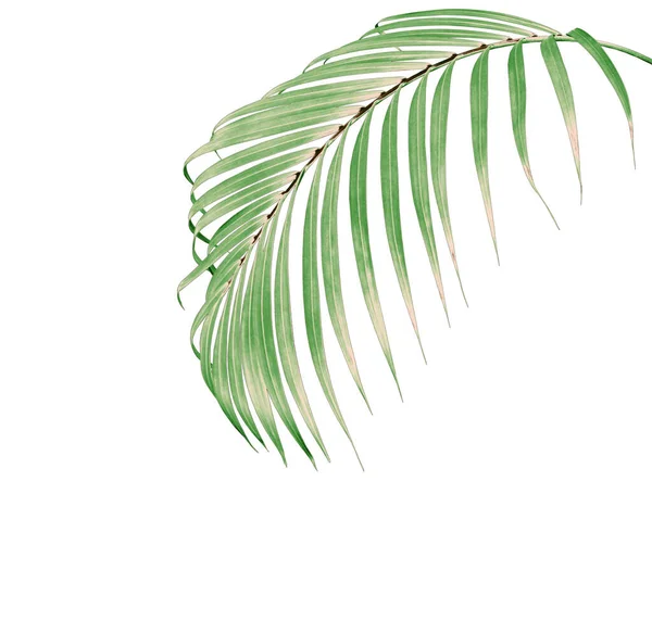 Green Leaf Palm Tree Isolated White Background — Stock Photo, Image