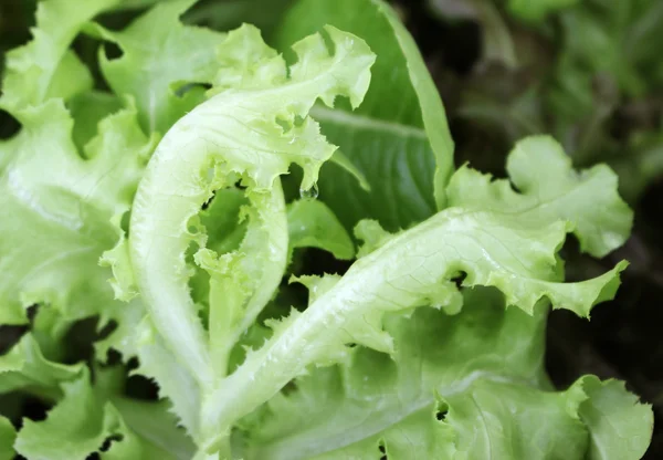 Sla in groente tuin, close-up — Stockfoto