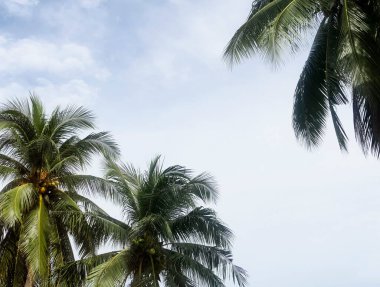 Mavi gökyüzü ve beyaz bulutlar karşı yeşil palmiye ağacı