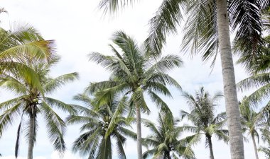 Mavi gökyüzü ve beyaz bulutlar karşı yeşil palmiye ağacı
