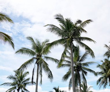 Mavi gökyüzü ve beyaz bulutlar karşı yeşil palmiye ağacı