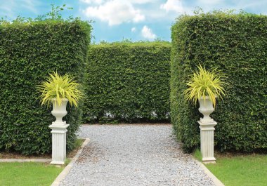 Süs çalıları, duvar çalılar