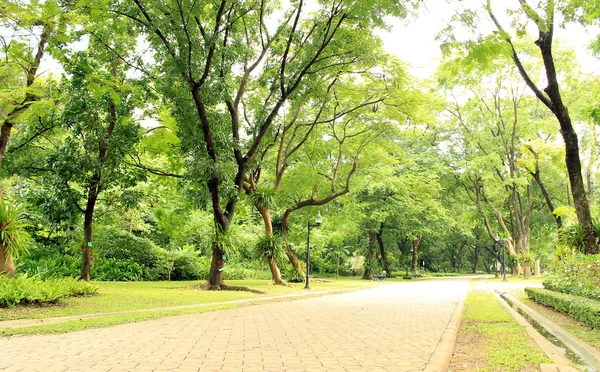 Каменная дорожка в Зеленом парке — стоковое фото