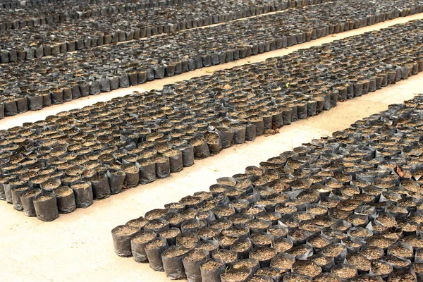 Filas de tierra en bolsas negras para siembra —  Fotos de Stock