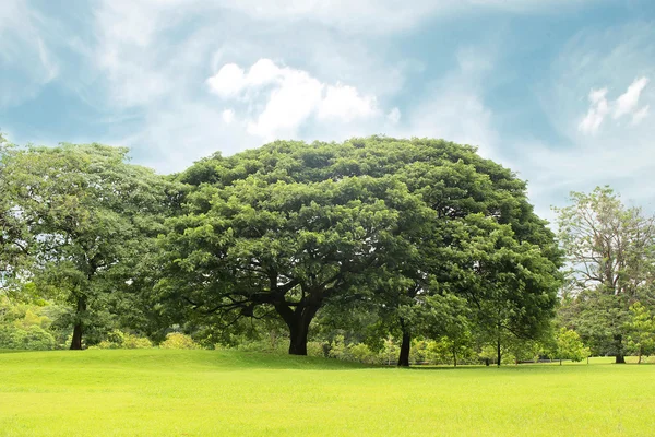 Grandes árboles en el jardín —  Fotos de Stock