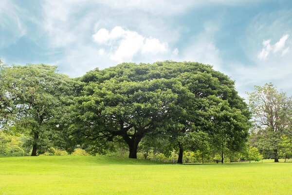 Big trees in the garden