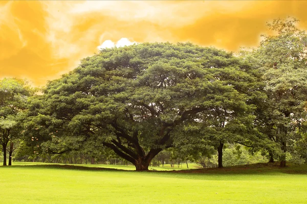 Grands arbres dans le jardin — Photo