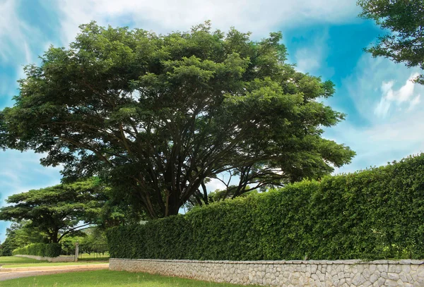 벽돌 벽 과장 식물 관목으로 자라는 나무 — 스톡 사진