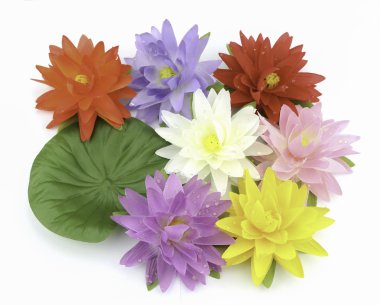 Nilüfer çiçeği bembeyaz