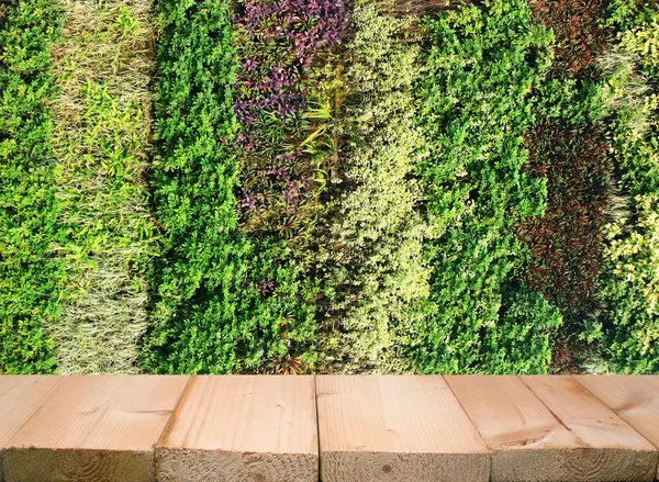 Jardín vertical de la pared de flores y plantas — Foto de Stock