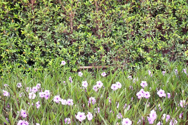Mor çiçekler ve yeşil yapraklar duvar — Stok fotoğraf