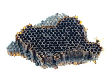 eski arı iç içe beyaz arka plan üzerinde