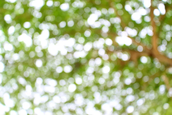 Fondo borroso: rama de árbol de hojas verdes, naturaleza backgr —  Fotos de Stock