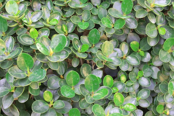 Πράσινα φύλλα για φόντο — Φωτογραφία Αρχείου