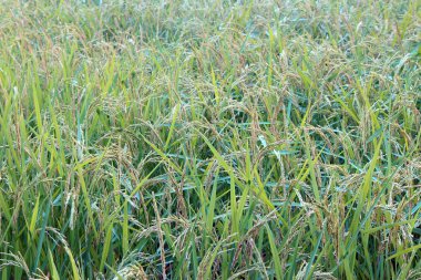 Pirinç tarlasında pirinç bitkisi