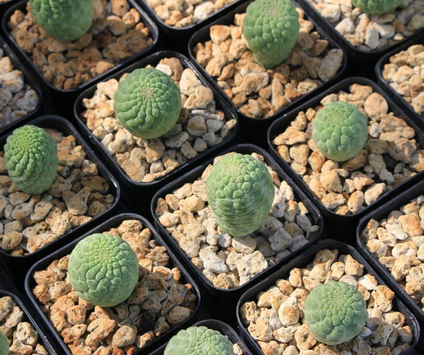 Varietà di piccoli cactus belli nel piatto — Foto Stock