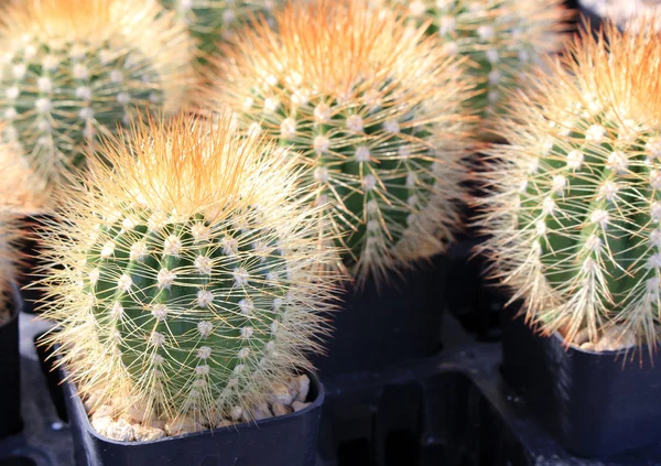 各类仙人掌植物，选择性焦点 — 图库照片