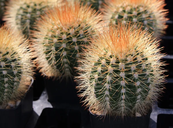 各类仙人掌植物，选择性焦点 — 图库照片