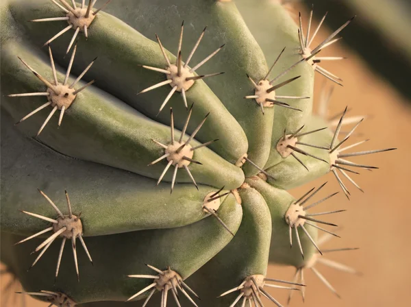 Gros plan de cactus en forme de globe avec de longues épines — Photo