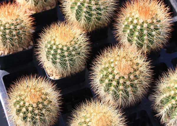Diverses plantes de cactus, foyer sélectif — Photo