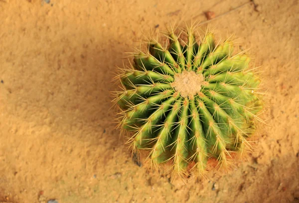 Cactus de barril de oro en un jardín de cactus —  Fotos de Stock