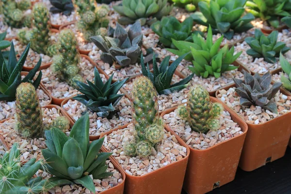 Variété de petits cactus magnifiques dans le pot — Photo
