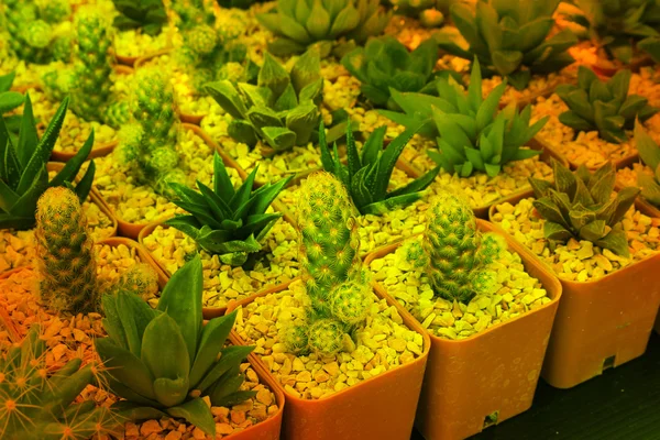Variété de petits cactus magnifiques dans le pot — Photo