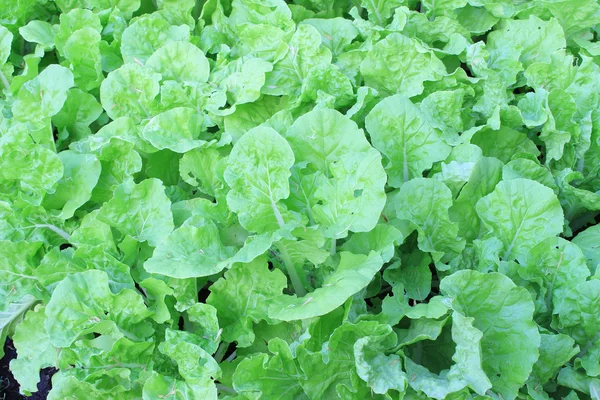 Cultivos de lechuga verde en crecimiento —  Fotos de Stock