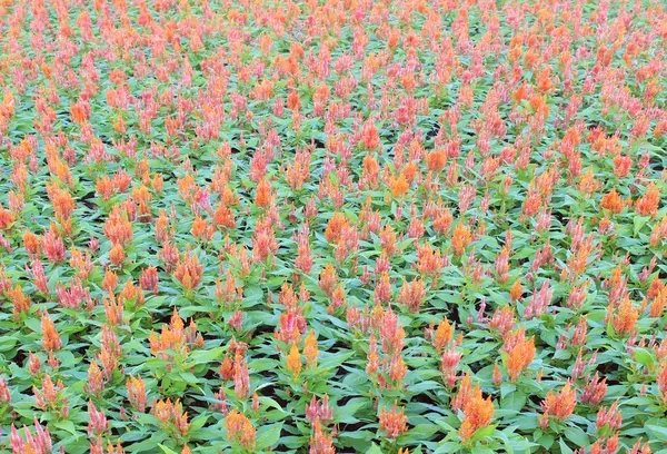 Colorida flor de peine de gallo con plumas o flor de Celosia argentea —  Fotos de Stock