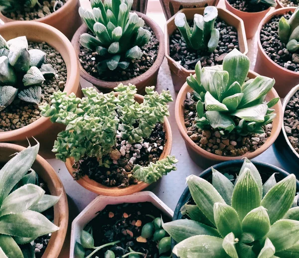 Varie Piante Cactus Vasi Diversi — Foto Stock