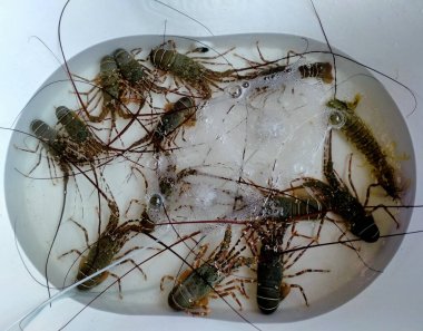 Restoranda rafta ıstakoz var.