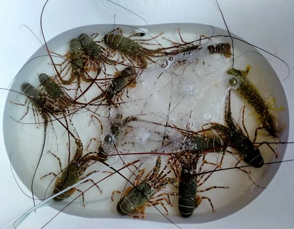 Restoranda rafta ıstakoz var.