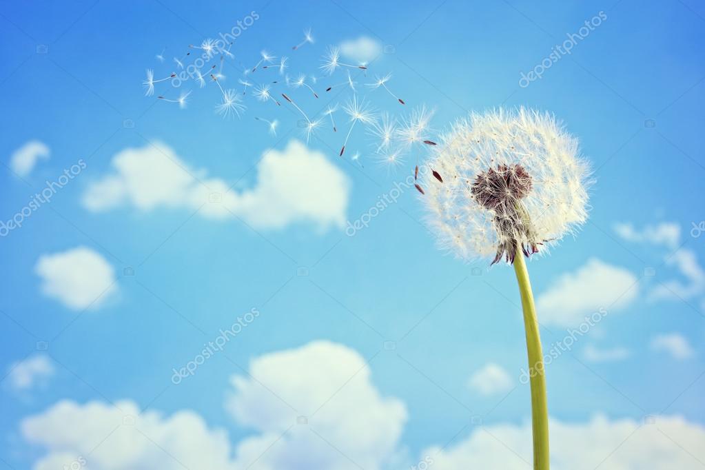Dandelion with seeds blowing away Stock Photo by ©BrianAJackson 115739180