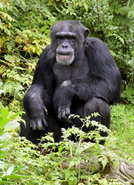 şempanze içinde düşündüm