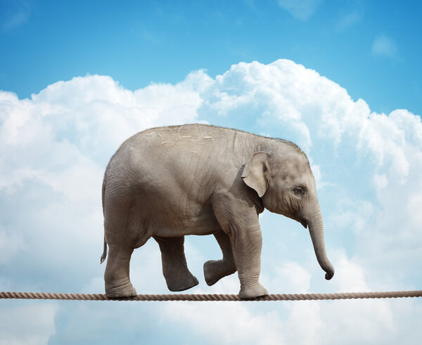 Elephant calf on tightrope