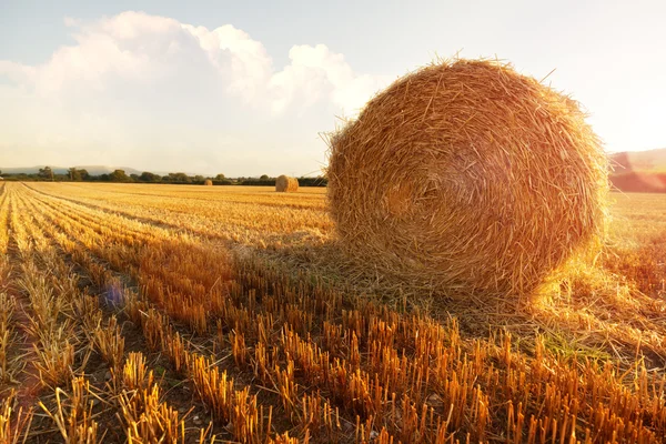 Hay bales in golden field — Stock Photo, Image