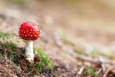 Amanita Muscaria mushroom in forest clipart
