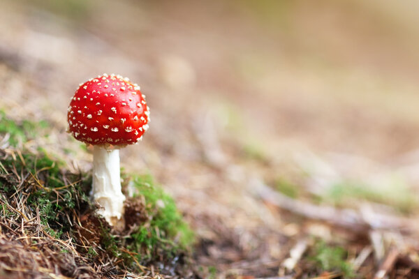 Amanita Muscaria mushroom in forest