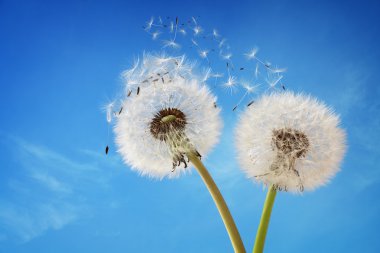 Dandelion clock dispersing seed clipart