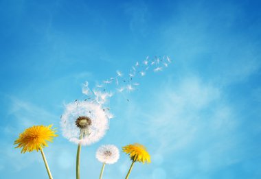 Dandelion clock dispersing seed clipart