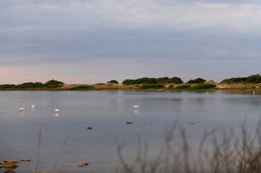 Pembe flamingolar, Salina dei Monaci, Torre Colimena 'da bulutlu bir günde doğal bir rezervin tatlı sularında kalırlar.