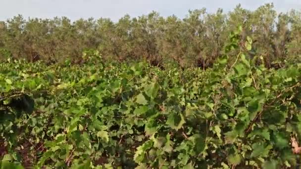 Bunches Ripe Grapes Rows Vineyard Viticulture Puglia Italy Ripening Bunch — Stock Video