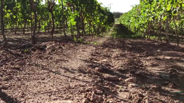 Кучки Зрілого Винограду Рядах Винограднику Viticulture Puglia Italy Дозріває Купа — стокове відео