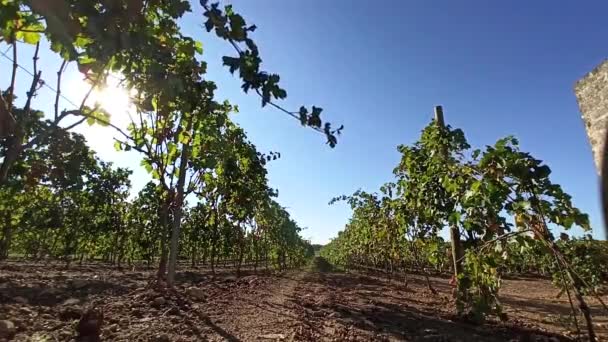 Racimos Uvas Maduras Las Filas Viñedos Viticultura Puglia Italia Ramo — Vídeos de Stock