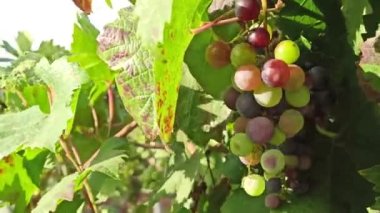 Üzüm bağındaki sıra sıra olgunlaşmamış üzümler. Puglia, İtalya 'da hayvanat bahçesi. Doğada yetişen üzümlerin üzerinde olgunlaşmış bir demet üzüm. Asma üzümlü kırmızı şarap.