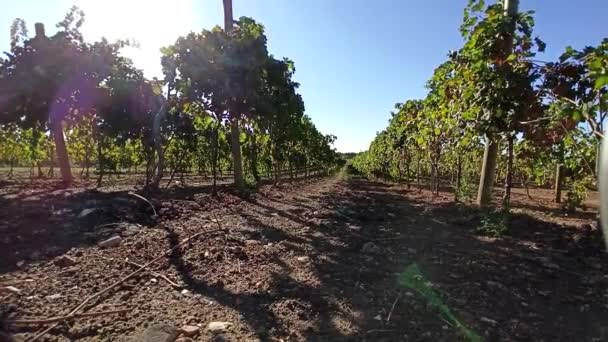 葡萄园里一排排成熟的葡萄 意大利Puglia的葡萄栽培 成熟的葡萄生长在自然界中的藤蔓上 葡萄藤上的红酒葡萄 — 图库视频影像