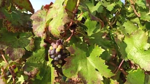 나무에 주렁주렁 겹치게 열매를 주시어 이탈리아의 푸글리아에 원예학자 포도를 수확하는 — 비디오